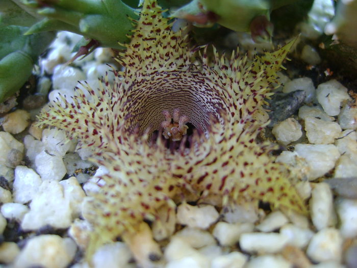 Huernia histrix sp.nova