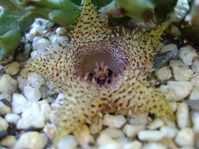 Huernia histrix sp.nova