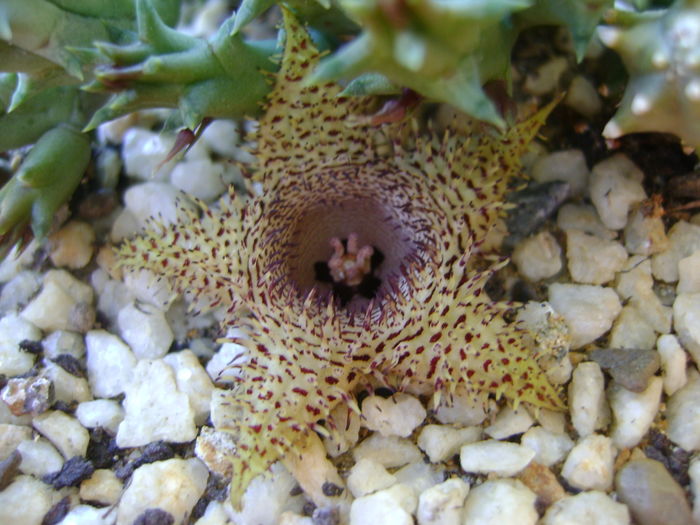 Huernia histrix sp.nova