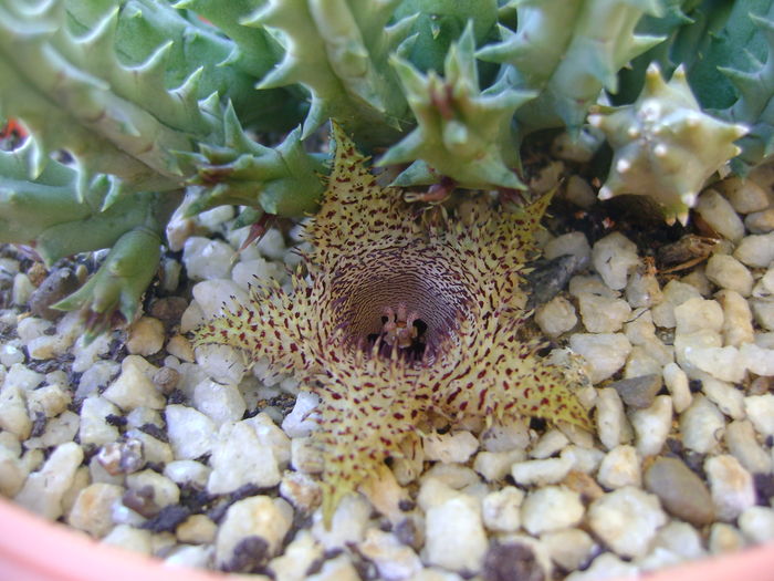 Huernia histrix sp.nova