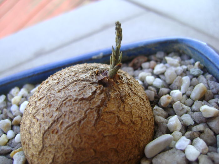 Dioscorea elephantipes; 9 aug. 2016
