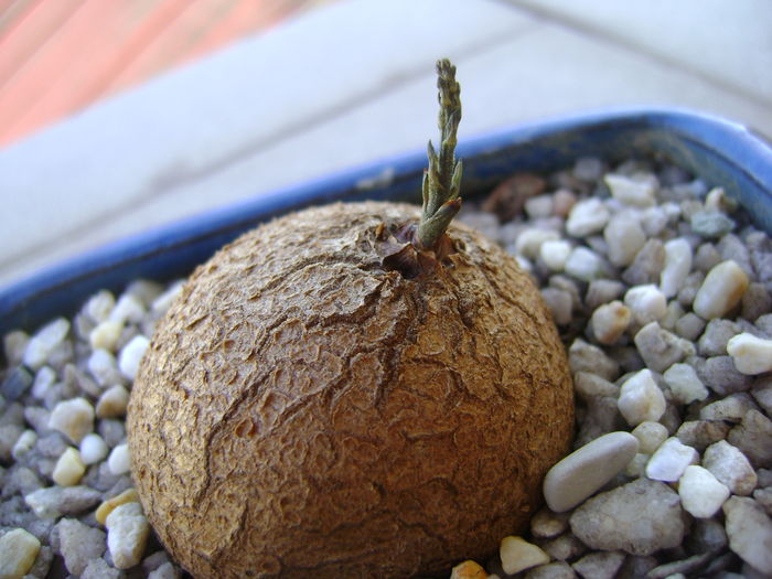 Dioscorea elephantipes; 9 aug. 2016
