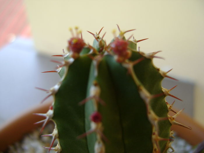 Euphorbia echinus, flori