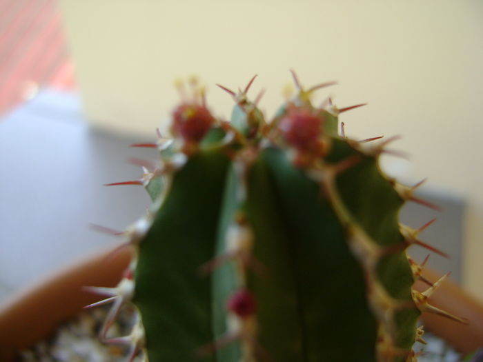 Euphorbia echinus, flori