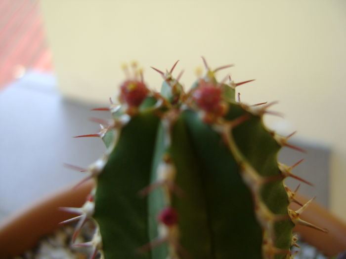 Euphorbia echinus, flori