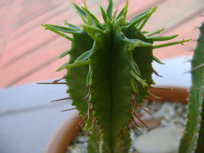 Euphorbia fimbriata