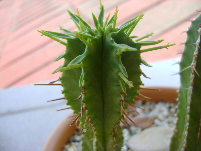 Euphorbia fimbriata