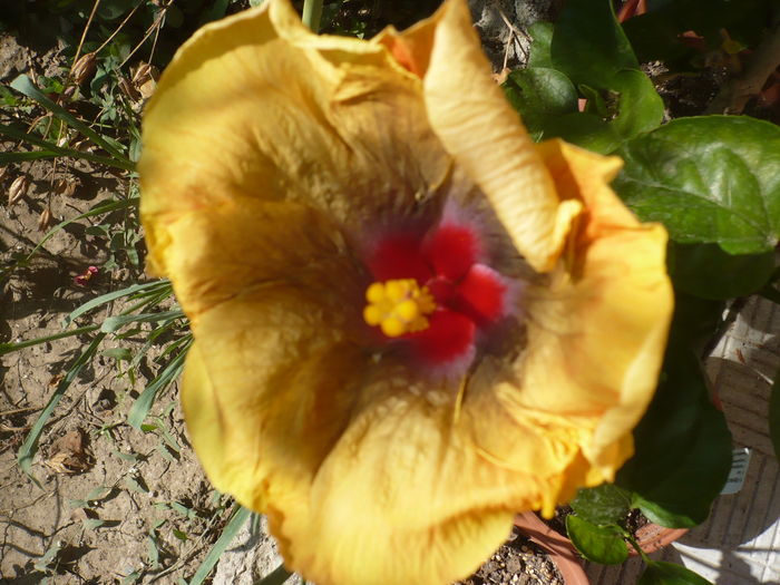 10.08.2016 - Tahitian Passion Flower