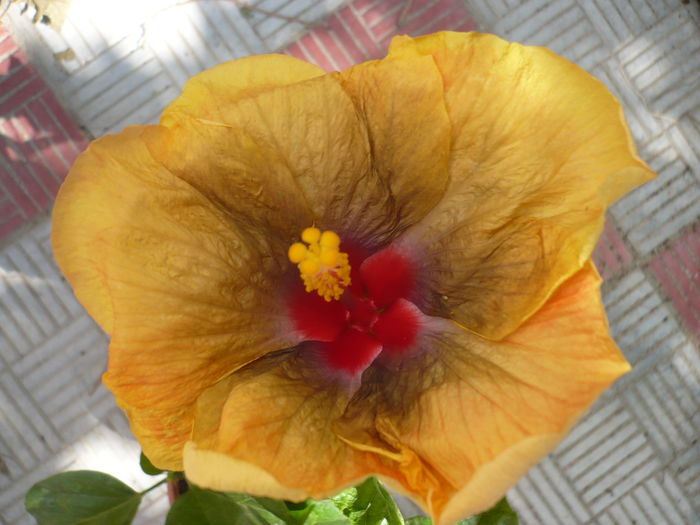 P1280997 - Tahitian Passion Flower