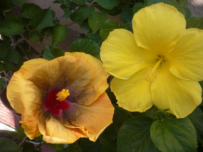P1280999 - Tahitian Passion Flower