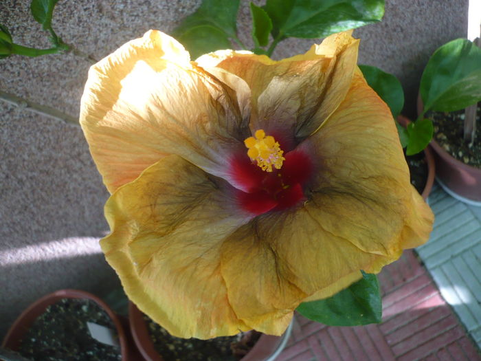 P1290014 - Tahitian Passion Flower