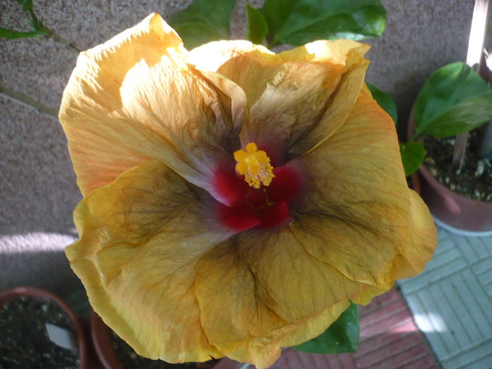 P1290015 - Tahitian Passion Flower