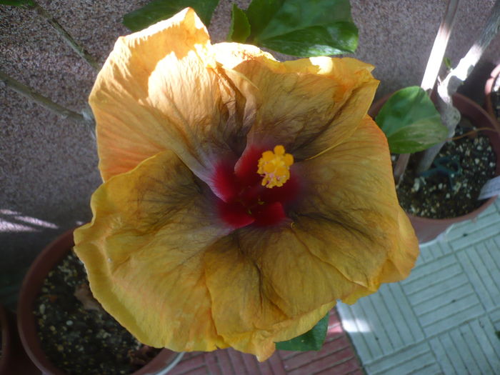 P1290016 - Tahitian Passion Flower