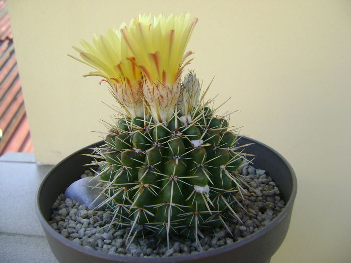 Notocactus mammulosus - Cactusi 2016