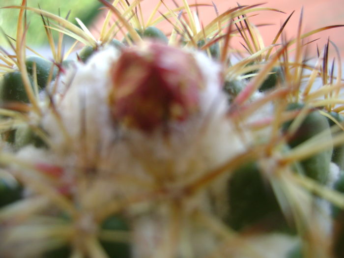 Coryphantha elephantidens v. sulcolanata, boboc