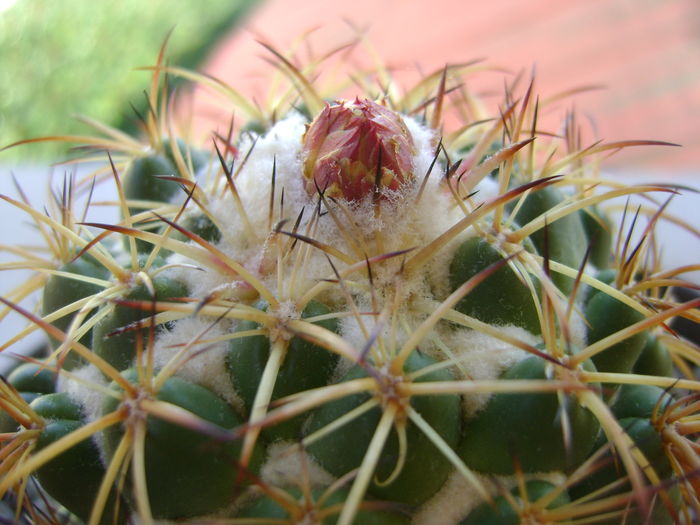 Coryphantha elephantidens v. sulcolanata