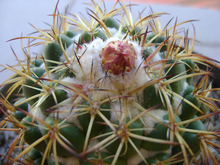 Coryphantha elephantidens v. sulcolanata