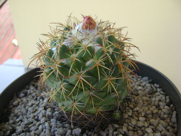 Coryphantha elephantidens v. sulcolanata