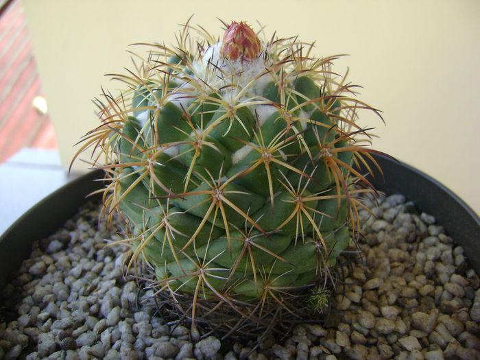 Coryphantha elephantidens v. sulcolanata