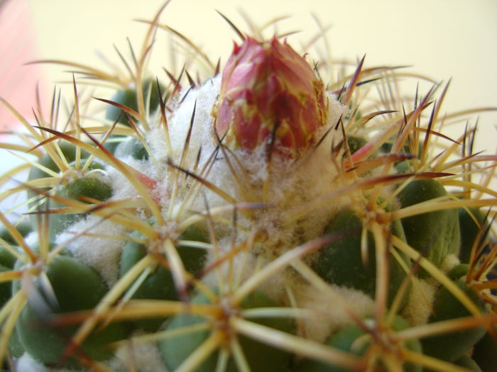 Coryphantha elephantidens v. sulcolanata