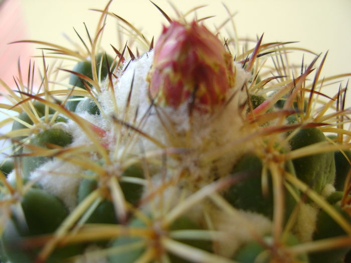 Coryphantha elephantidens v. sulcolanata