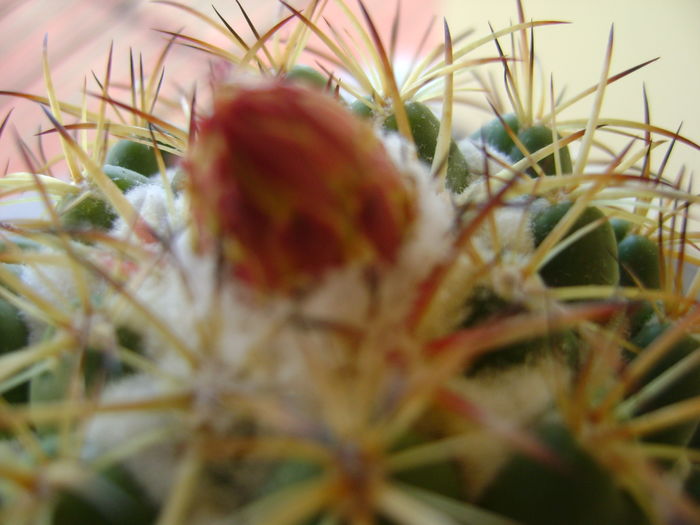 Coryphantha elephantidens v. sulcolanata