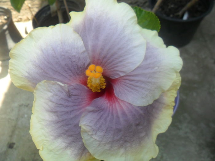 001 - hibiscusi 2016 -4