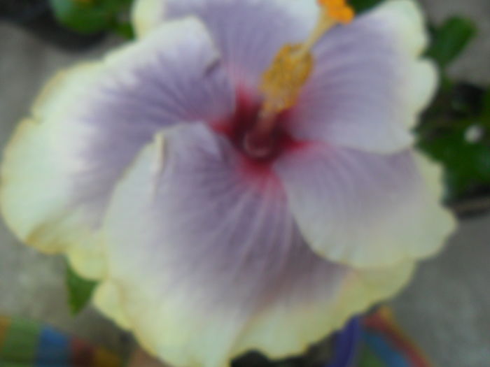 002 - hibiscusi 2016 -4