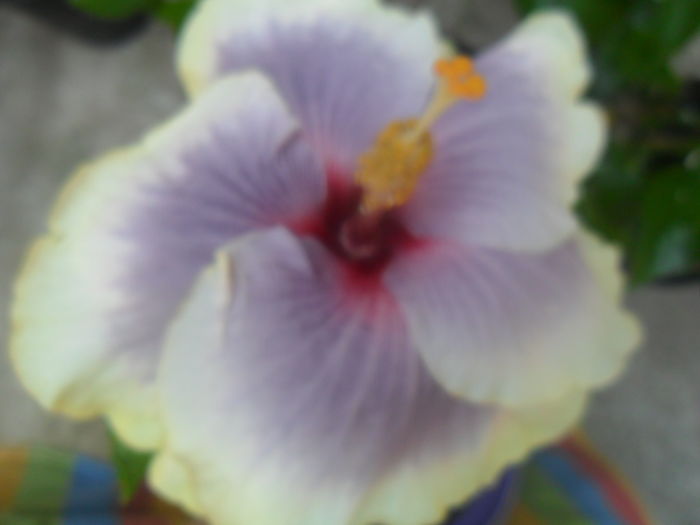 003 - hibiscusi 2016 -4