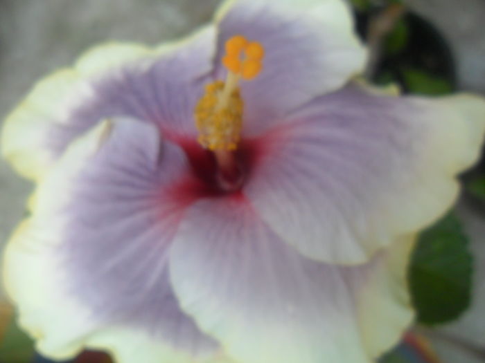 008 - hibiscusi 2016 -4