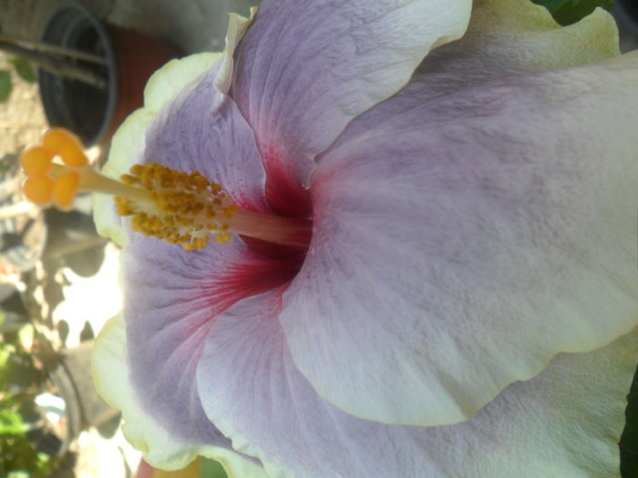 010 - hibiscusi 2016 -4