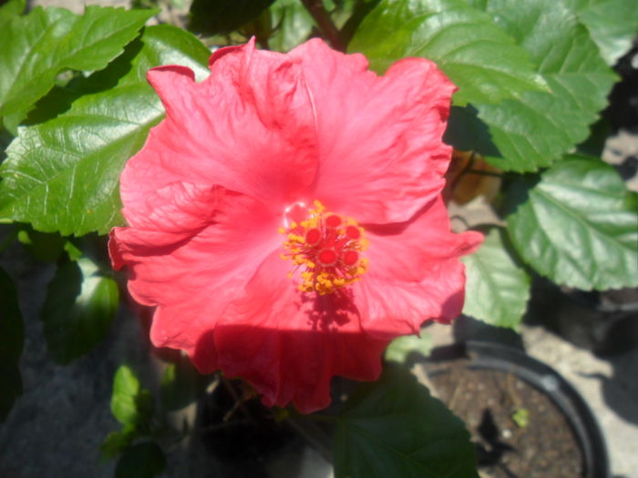 018 - hibiscusi 2016 -4