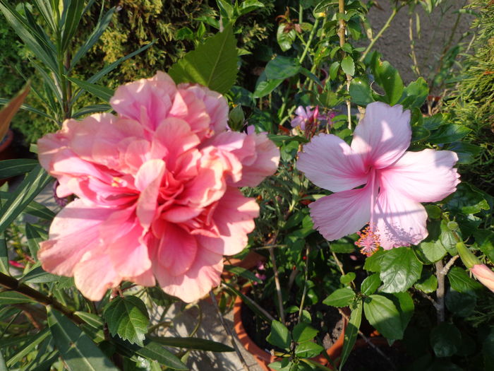 DSC05105 - A1-HIBISCUS 2016