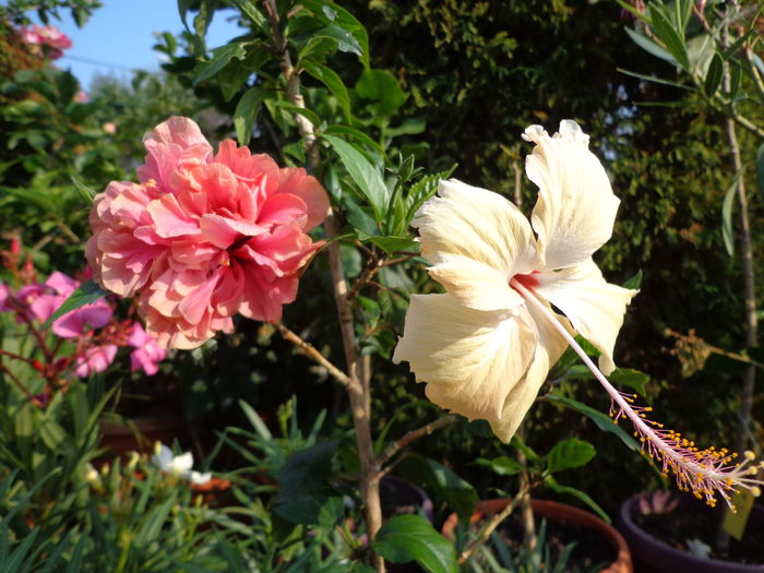DSC05107 - A1-HIBISCUS 2016