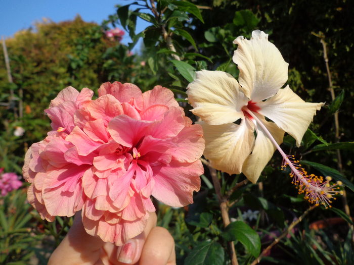 DSC05106 - A1-HIBISCUS 2016