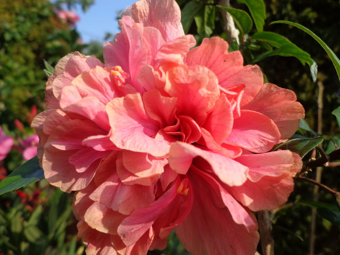 DSC05108 - A1-HIBISCUS 2016