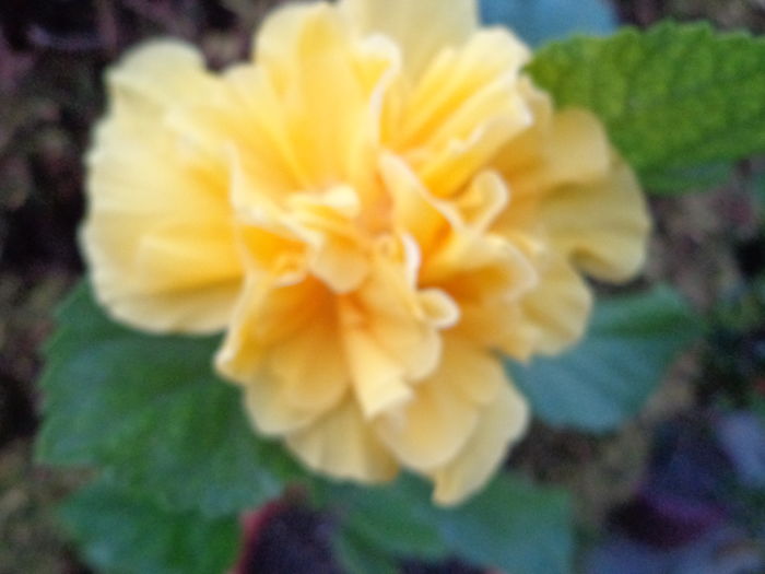 DSC05112 - A1-HIBISCUS 2016