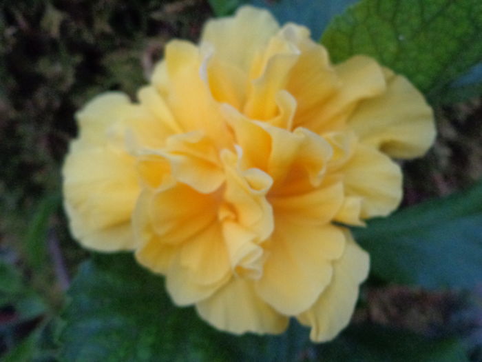 DSC05113 - A1-HIBISCUS 2016