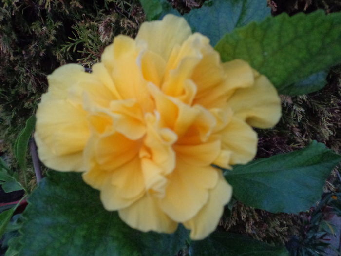 DSC05114 - A1-HIBISCUS 2016