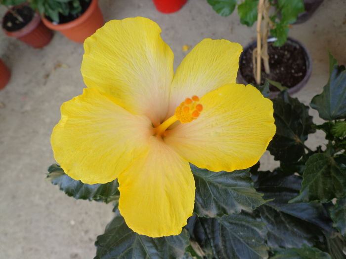 DSC05117 - A1-HIBISCUS 2016