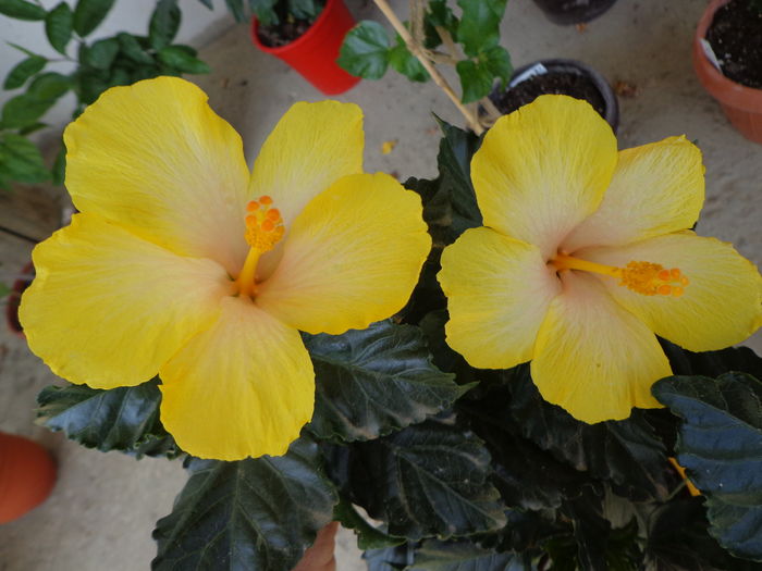 DSC05119 - A1-HIBISCUS 2016