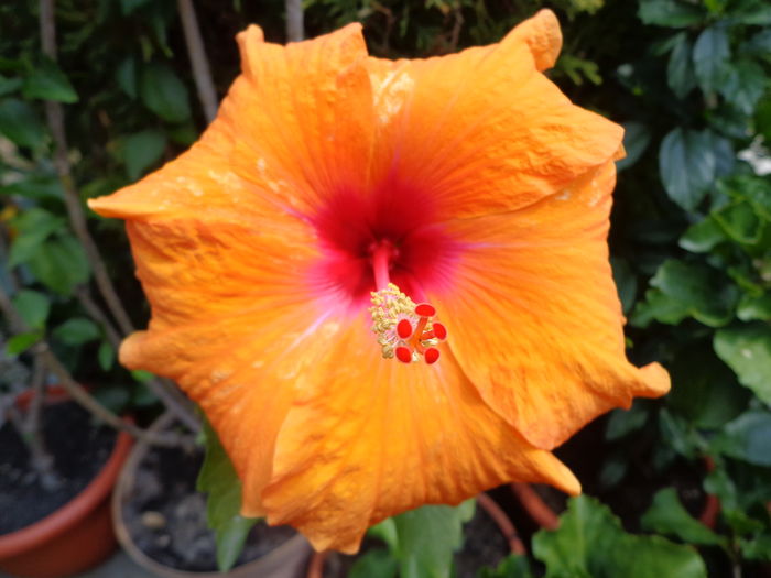 DSC05121 - A1-HIBISCUS 2016