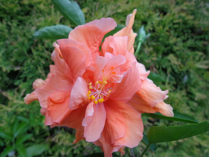 DSC05125 - A1-HIBISCUS 2016