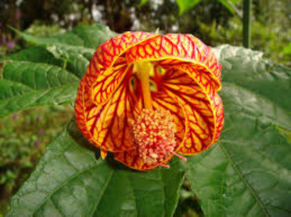 abutilon striatum