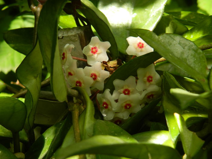 DSCN2856