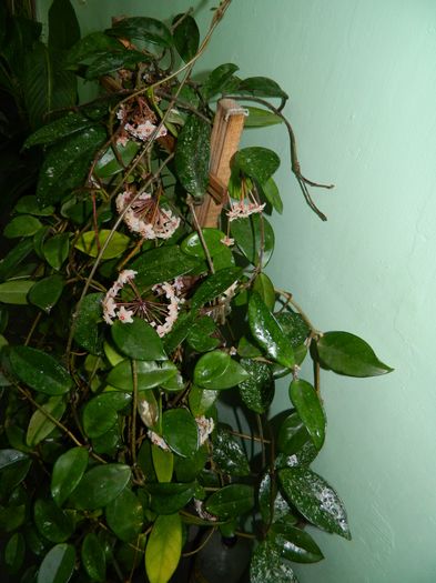 DSCN3011