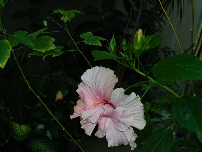DSCN3525 - 2016 HOYA_HIBISCUSI SI ALTE FLORI