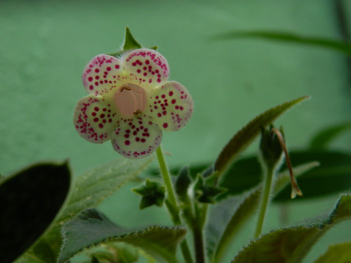 DSCN3714 - 2016 HOYA_HIBISCUSI SI ALTE FLORI