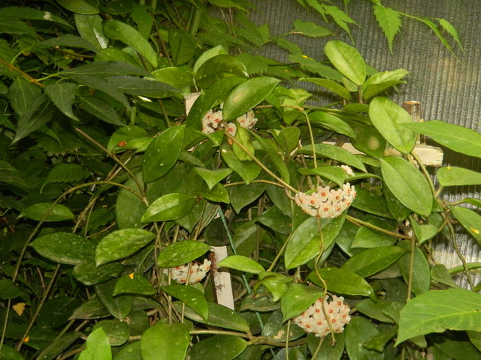 DSCN3766 - 2016 HOYA_HIBISCUSI SI ALTE FLORI