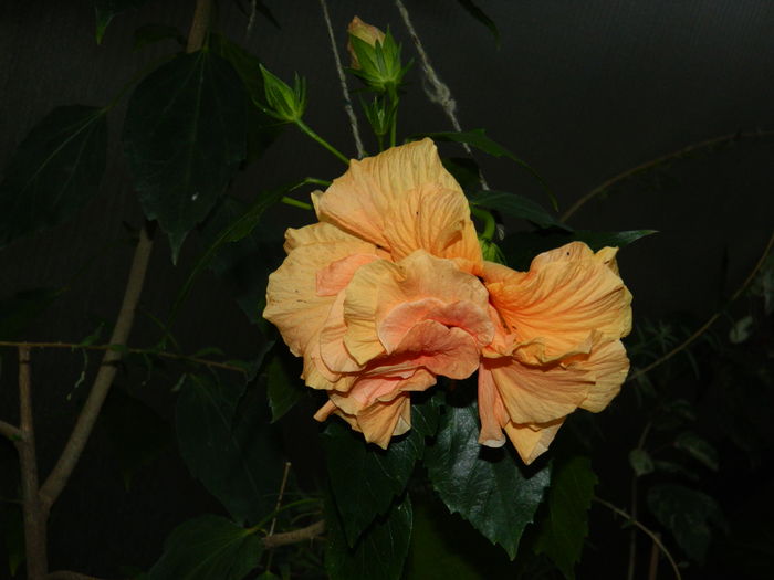 DSCN4254 - 2016 HOYA_HIBISCUSI SI ALTE FLORI